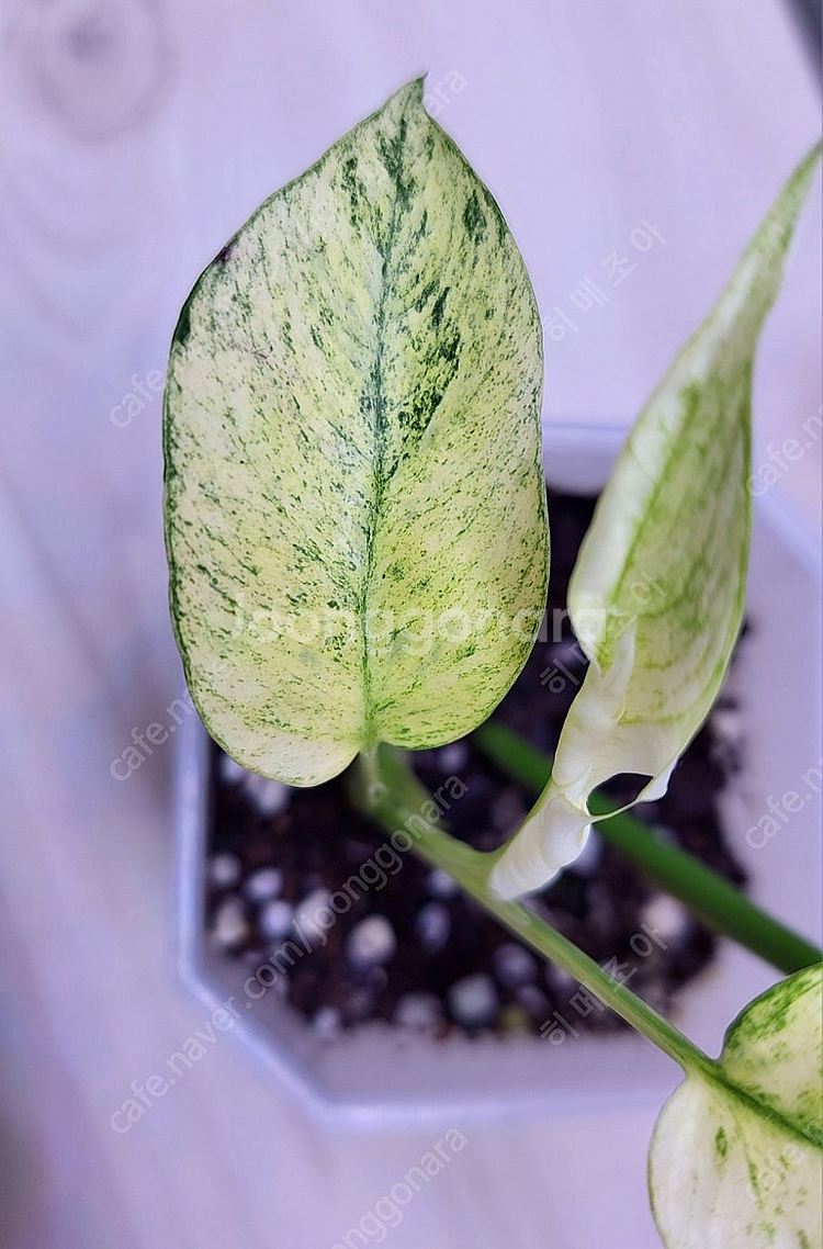 풀민트 히메, 화이트민트 히메, 무늬 히메, 핑크미칸, 마야리 바리에가타 등 여러 희귀식물 분양해요--4